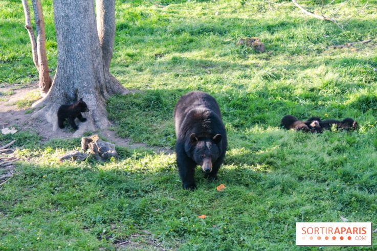 Les tanières du zoo de Thoiry 2023 - Ours