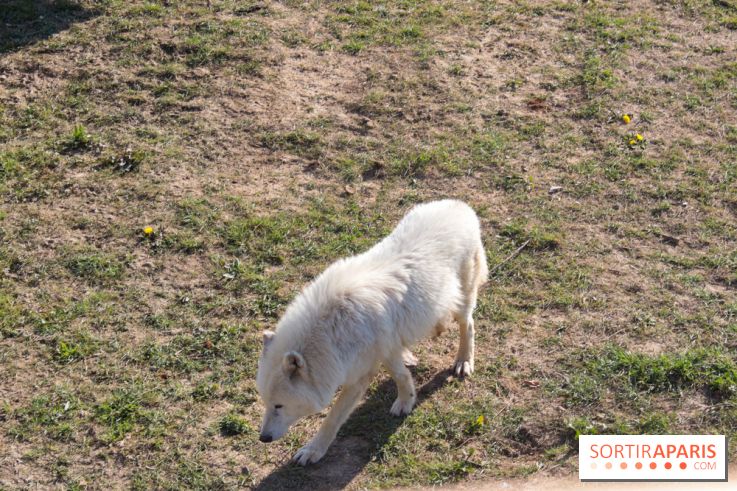 Les tanières du zoo de Thoiry 2023 - Nourrissage loup