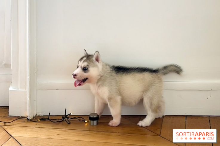 Puppy Yoga