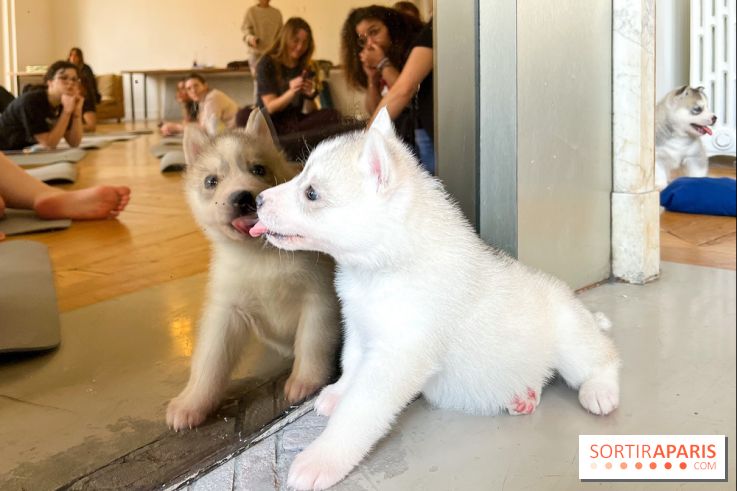 Puppy Yoga