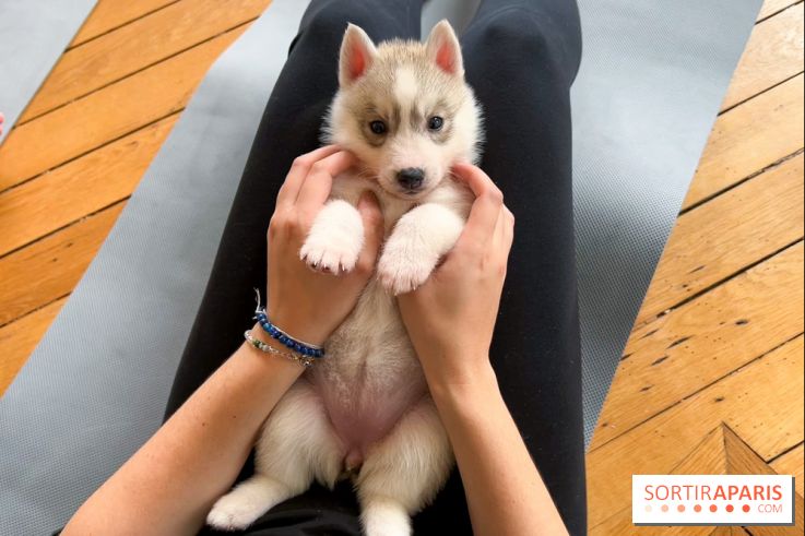 Puppy Yoga