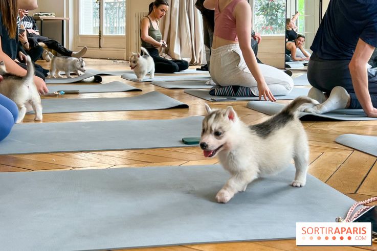 Puppy Yoga