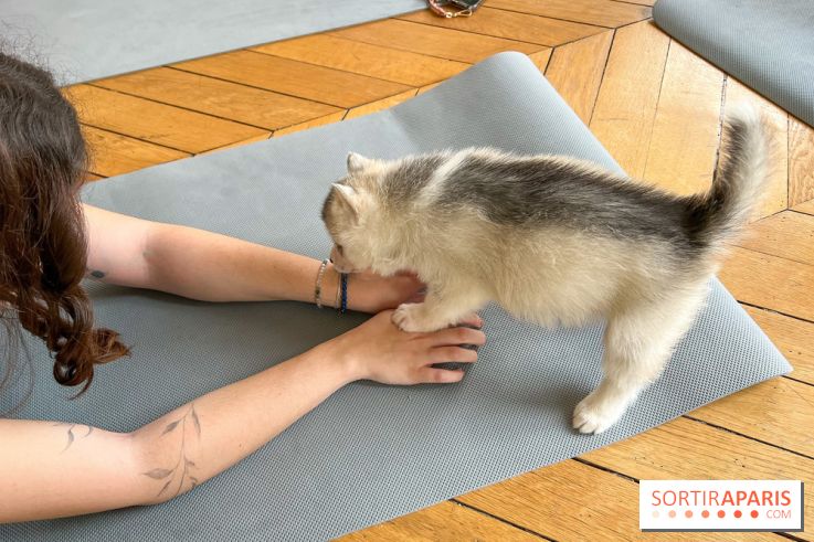 Puppy Yoga