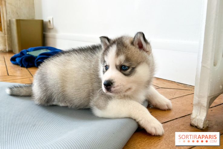 Puppy Yoga