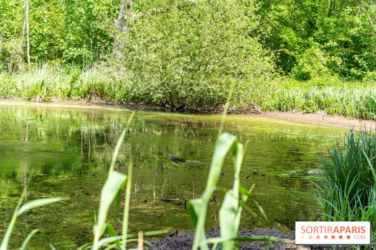 Sentier découverte de Maincourt - Vallée de Chevreuse -  A7C4061