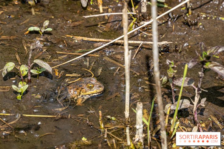 Sentier découverte de Maincourt - Vallée de Chevreuse - grenouille