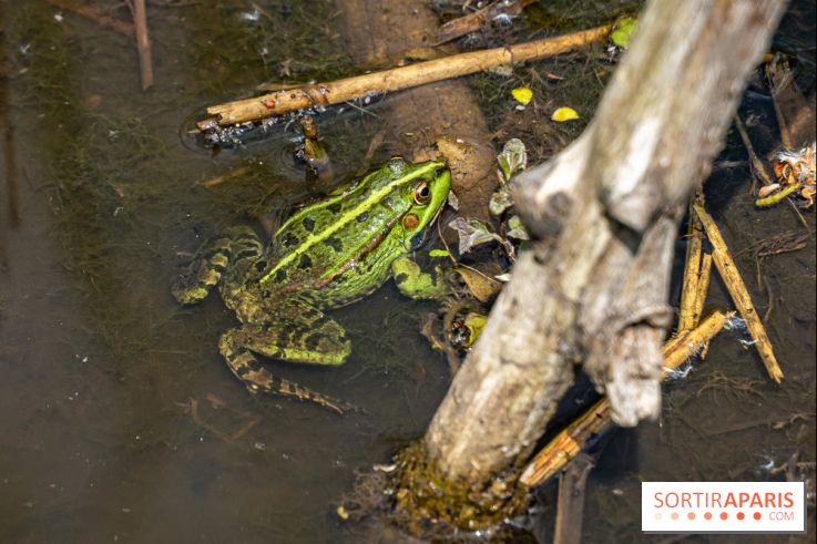 Sentier découverte de Maincourt - Vallée de Chevreuse -  grenouille