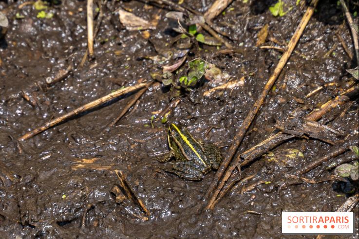 Sentier découverte de Maincourt - Vallée de Chevreuse -  grenouille