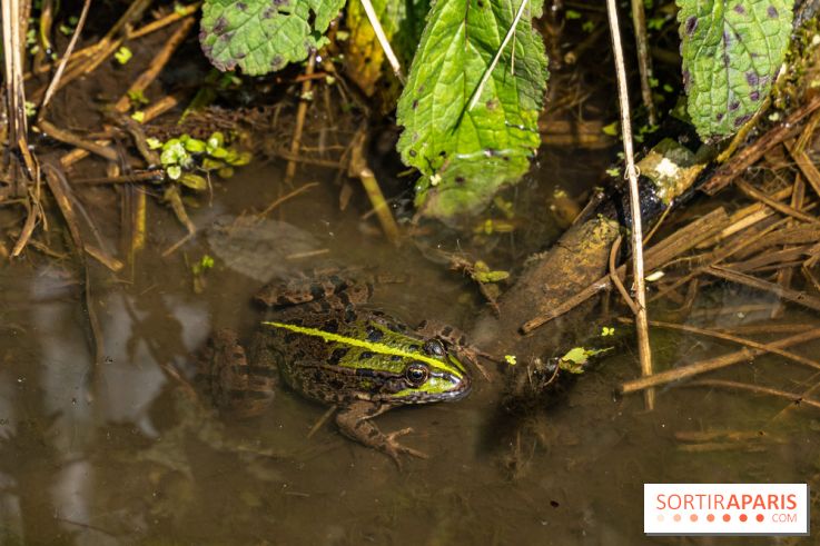 Sentier découverte de Maincourt - Vallée de Chevreuse -  grenouille