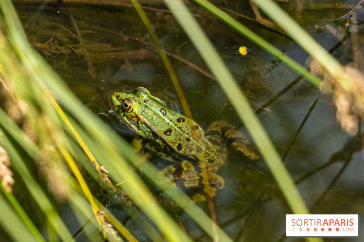 Sentier découverte de Maincourt - Vallée de Chevreuse -  grenouille