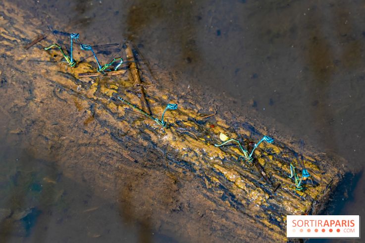 Sentier découverte de Maincourt - Vallée de Chevreuse -  libellule