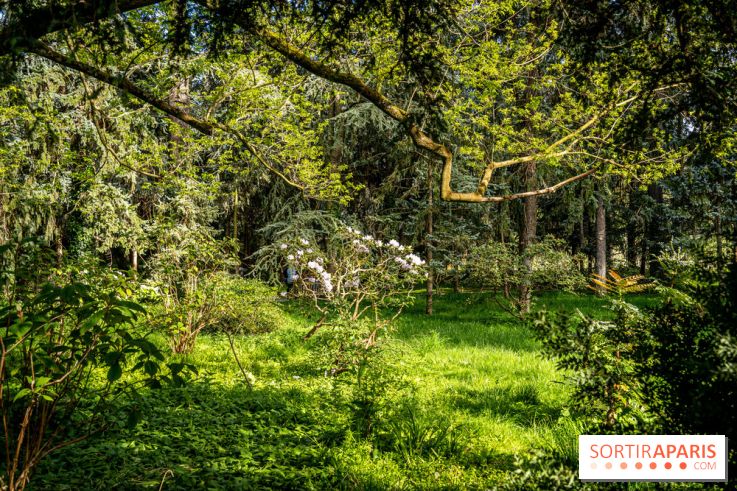 Visuel forêt  -  A7C8760