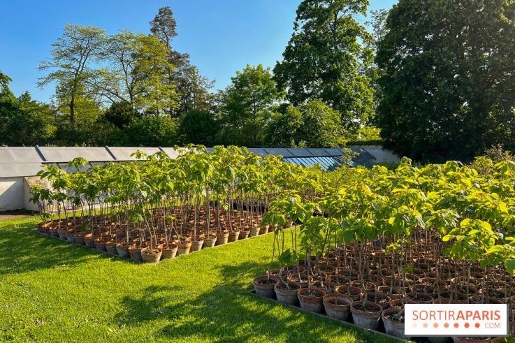 Le Jardin du Parfumeur à Versailles - image00004