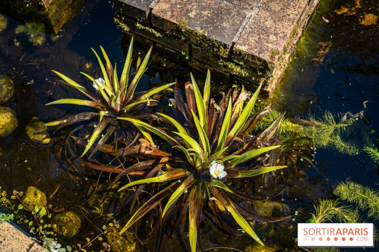 Les Jardins de Sonja au Perray-en-Yvelines -  A7C4957