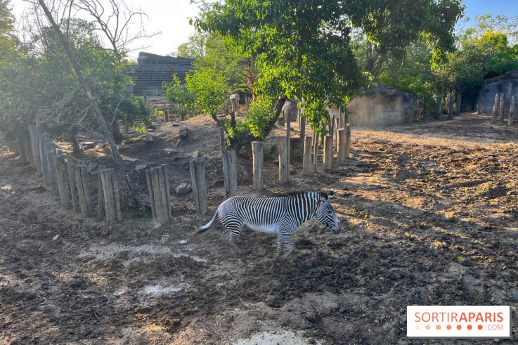 Nocturnes au Parc Zoologique de Paris - IMG 3487