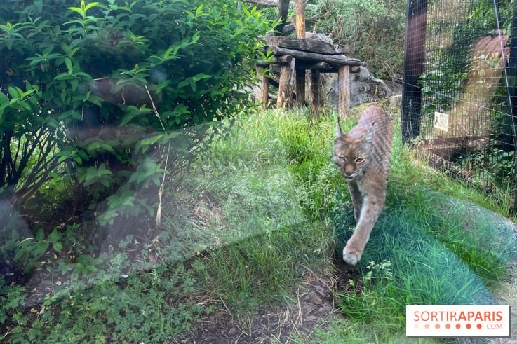 Nocturnes au Parc Zoologique de Paris - IMG 3526
