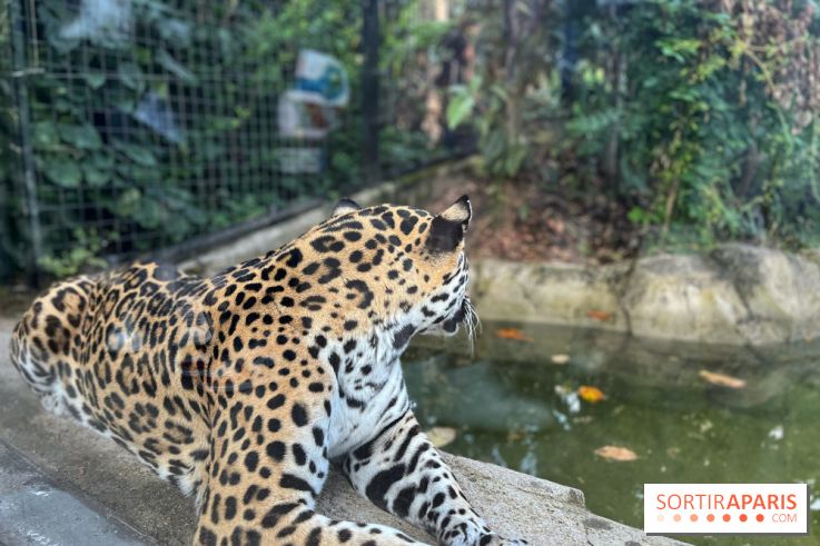 Nocturnes au Parc Zoologique de Paris - IMG 3532