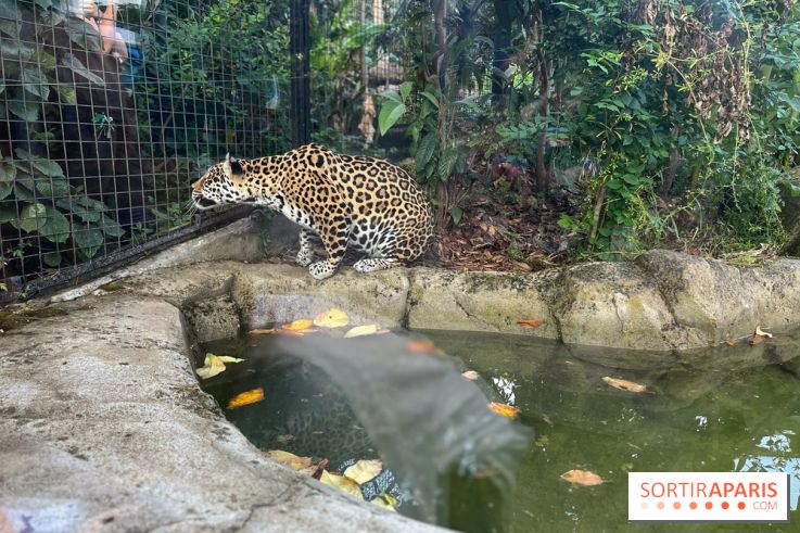 Nocturnes au Parc Zoologique de Paris - IMG 3537