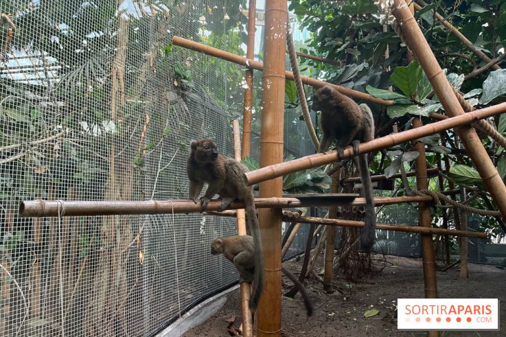 Nocturnes au Parc Zoologique de Paris - IMG 3544