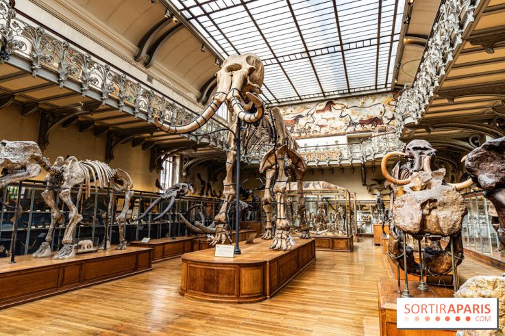 Le mammouth de Durfort restauré au Muséum national d’Histoire naturelle -  A7C7410