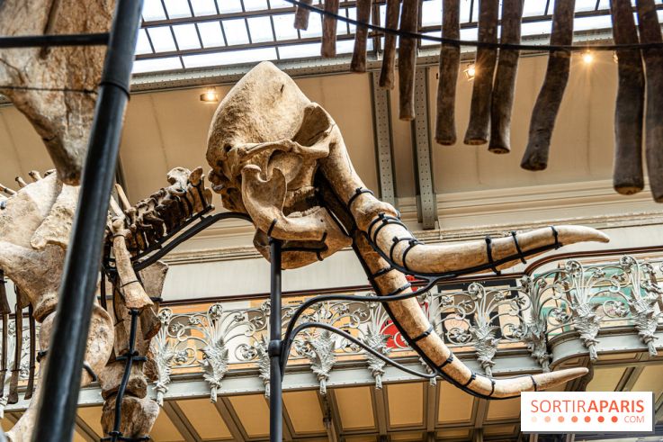 Le mammouth de Durfort restauré au Muséum national d’Histoire naturelle -  A7C7422