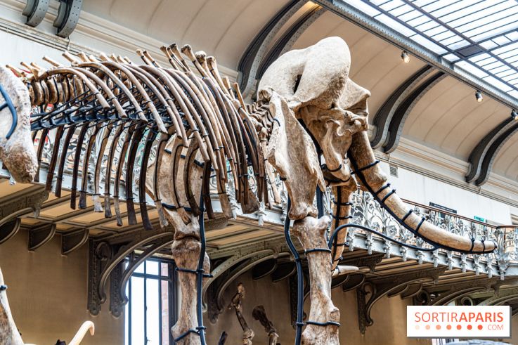 Le mammouth de Durfort restauré au Muséum national d’Histoire naturelle