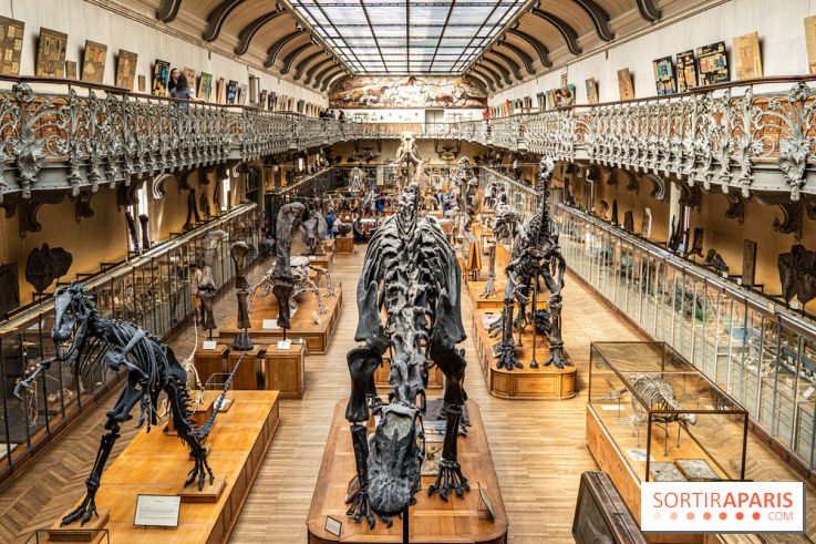 Le mammouth de Durfort restauré au Muséum national d’Histoire naturelle -  A7C7462