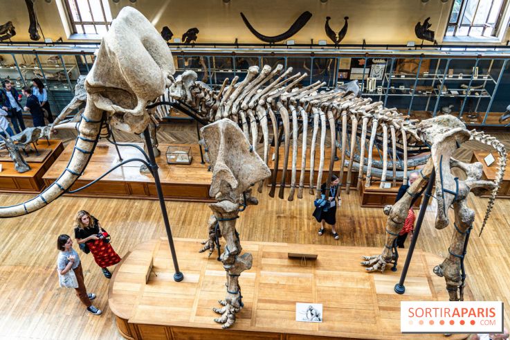 Le mammouth de Durfort restauré au Muséum national d’Histoire naturelle -  A7C7444