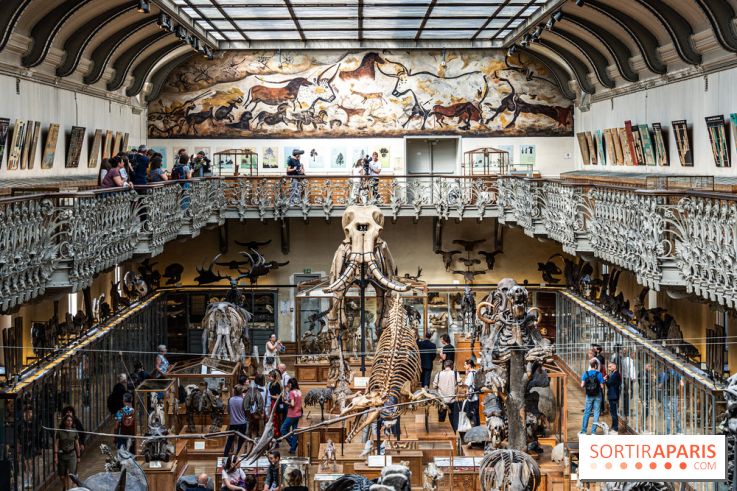 Le mammouth de Durfort restauré au Muséum national d’Histoire naturelle