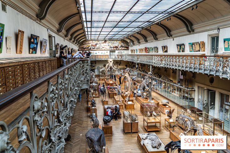 Le mammouth de Durfort restauré au Muséum national d’Histoire naturelle -  A7C7431