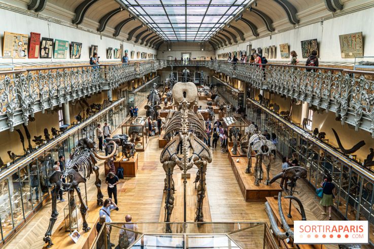 Le mammouth de Durfort restauré au Muséum national d’Histoire naturelle -  A7C7445