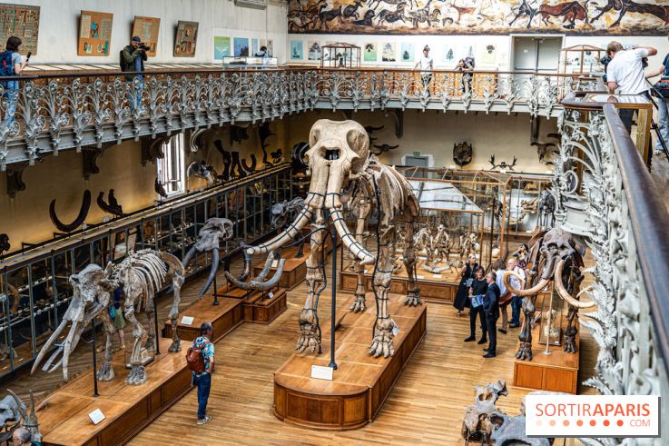 Le mammouth de Durfort restauré au Muséum national d’Histoire naturelle -  A7C7437
