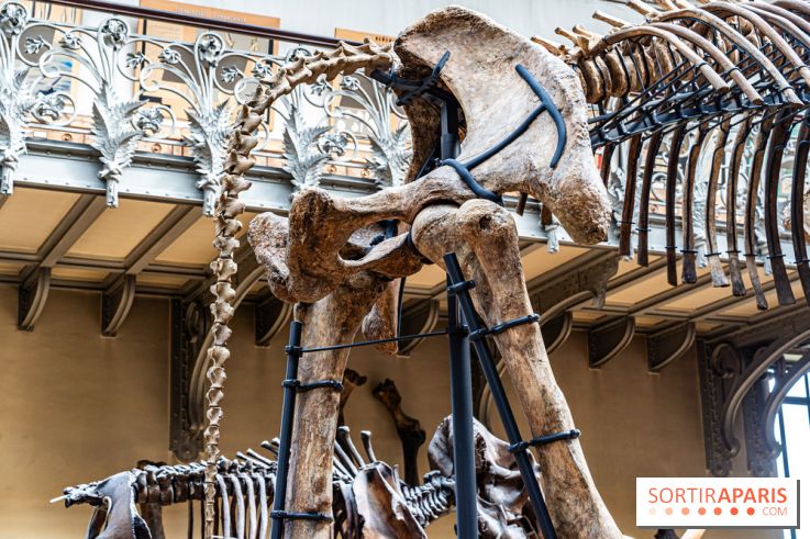 Le mammouth de Durfort restauré au Muséum national d’Histoire naturelle