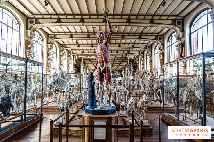 Le mammouth de Durfort restauré au Muséum national d’Histoire naturelle -  A7C7486