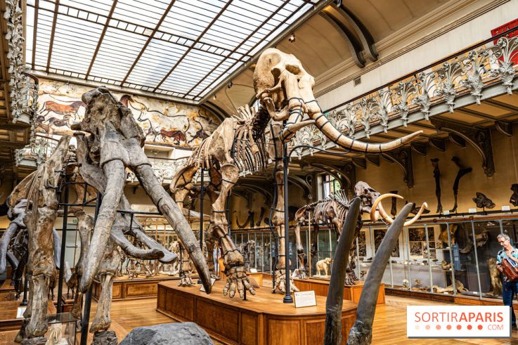 Le mammouth de Durfort restauré au Muséum national d’Histoire naturelle -  A7C7418