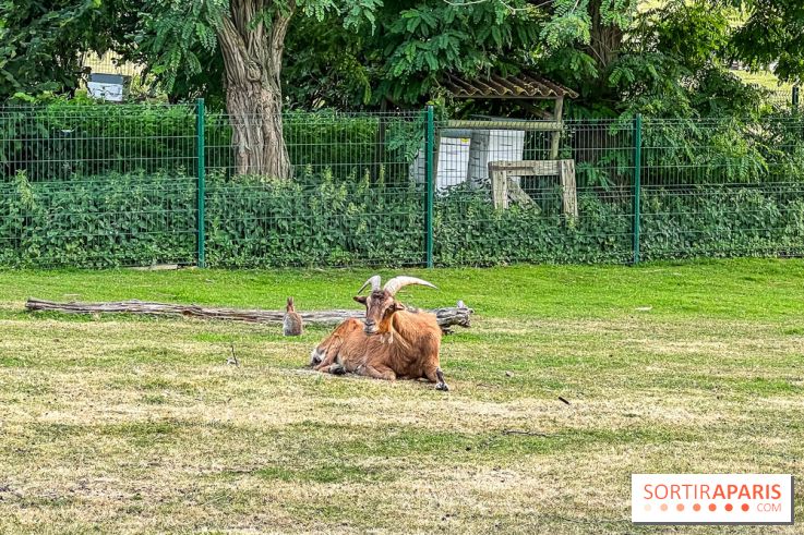 Base de loisirs de Saint-Quentin-en-Yvelines - Ile de loisirs de Trappes - activités - IMG 8647