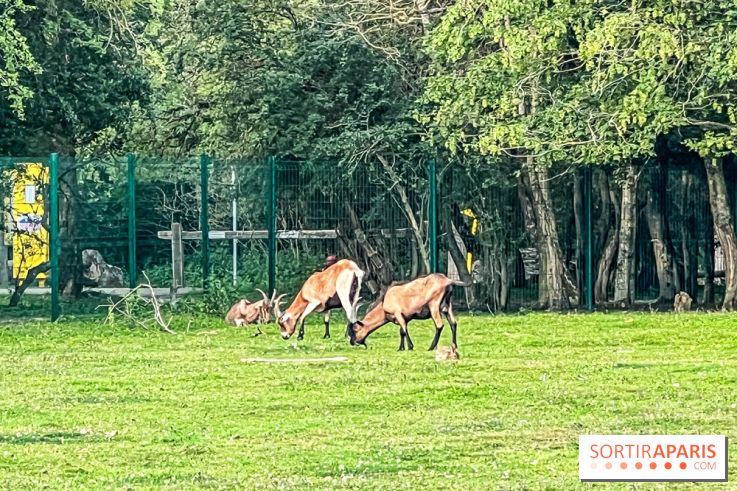 Base de loisirs de Saint-Quentin-en-Yvelines - Ile de loisirs de Trappes - activités - IMG 8645