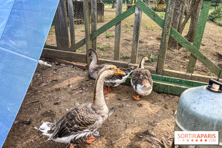 Base de loisirs de Saint-Quentin-en-Yvelines - Ile de loisirs de Trappes - activités - IMG 8657