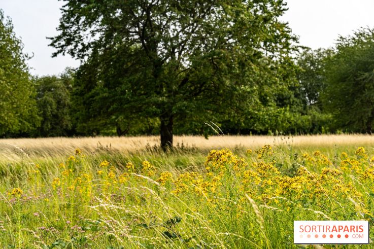 Base de loisirs de Saint-Quentin-en-Yvelines - Ile de loisirs de Trappes - activités