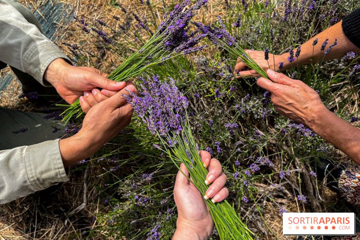 Fête de la Lavande sur le site Seine Aval Achères/Maisons-Laffitte - image00020