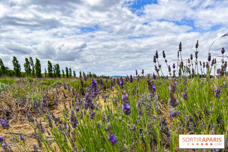 Fête de la Lavande sur le site Seine Aval Achères/Maisons-Laffitte - image00027