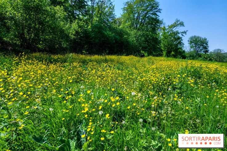 Balade nature dans la forêt de Montmorency, nos photos