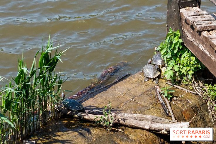 Balade nature dans la forêt de Montmorency, nos photos