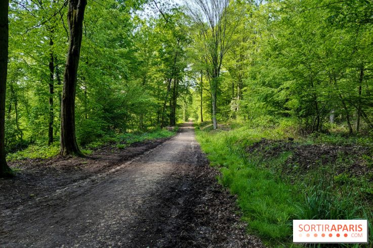 Balade nature dans la forêt de Montmorency, nos photos