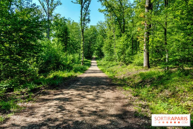 Balade nature dans la forêt de Montmorency, nos photos