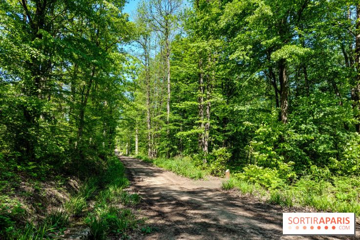 Balade nature dans la forêt de Montmorency, nos photos
