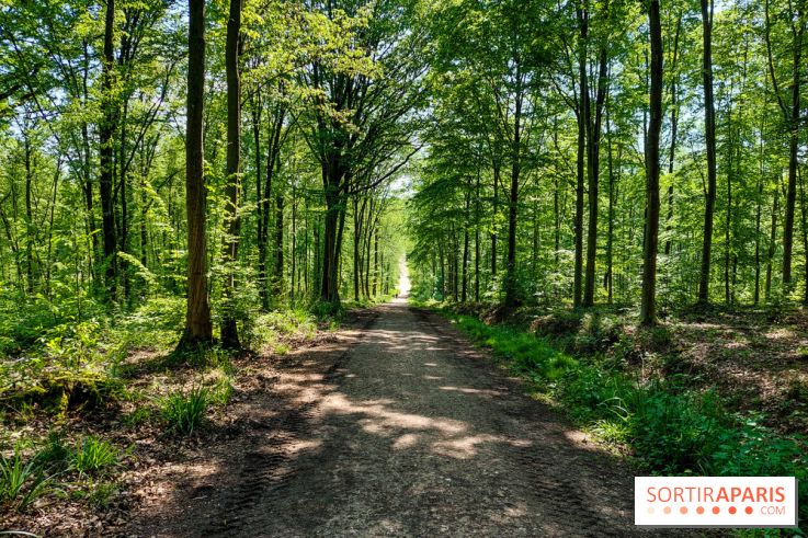 Val Doise Balade Nature Dans La Vaste Forêt Domaniale De Montmorency