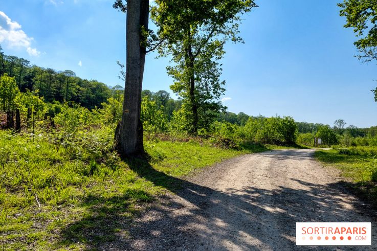 Balade nature dans la forêt de Montmorency, nos photos