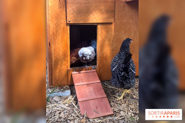La ferme de la Villette et ses animaux
