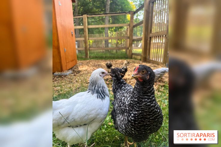 La ferme de la Villette et ses animaux